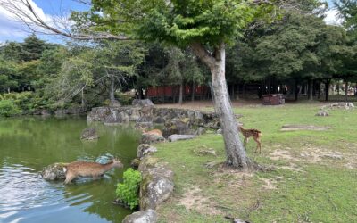 Qué ver en Nara en un día: Guía de Viaje